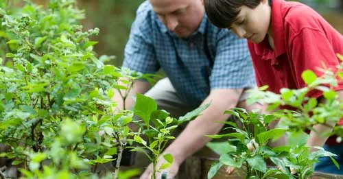 Square Foot Gardening
