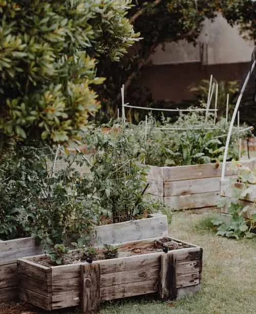 Companion planting