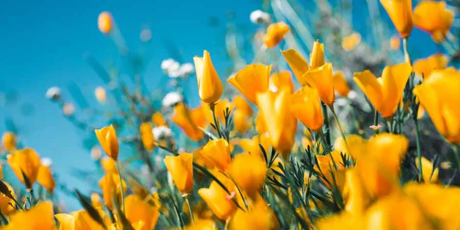 Annuals and Perennials