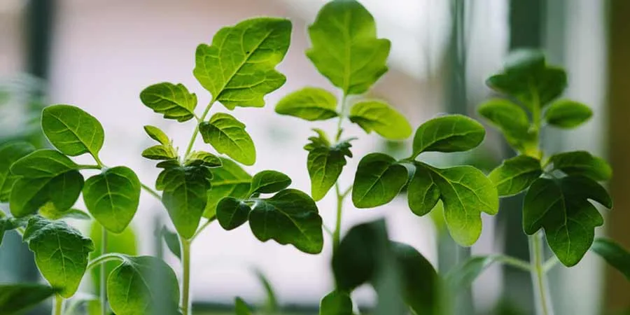 Seedlings Management