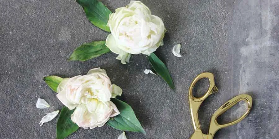 Trimming Dead Blooms