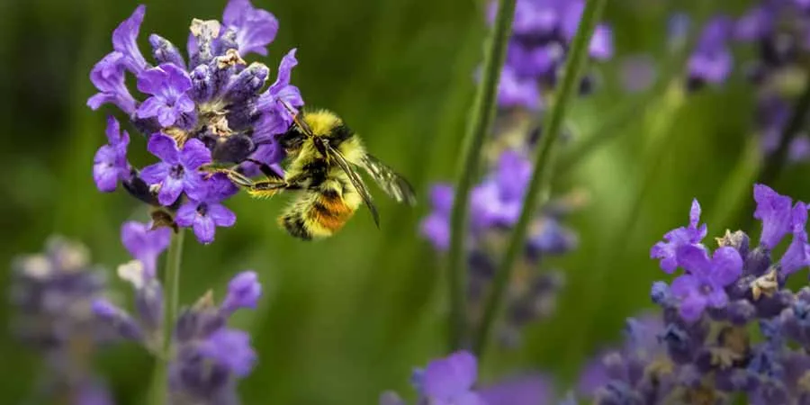 Attract Bees
