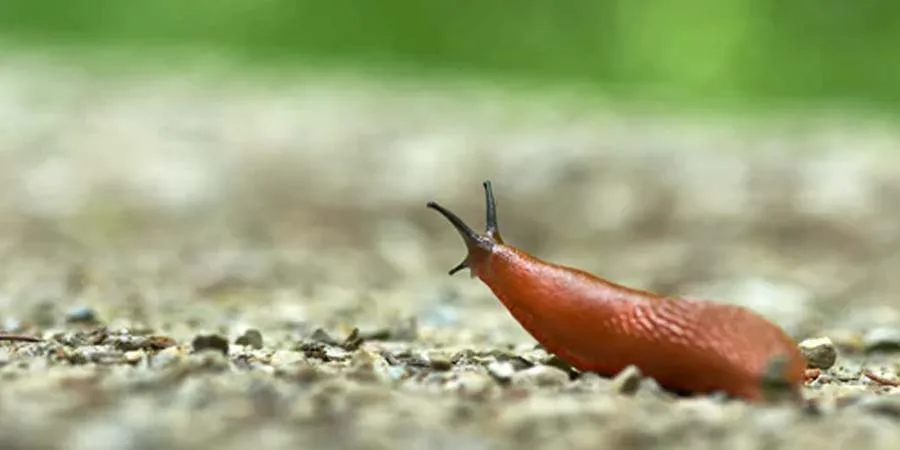 Slug Problems