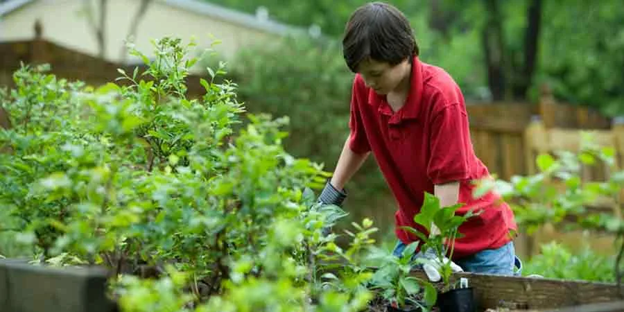 Homemade Fertilizers