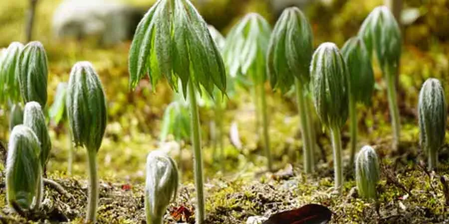 Seeds or transplants