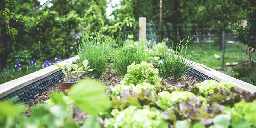 Staggering Plantings