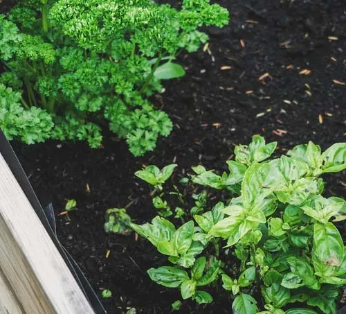 Raised beds and containers