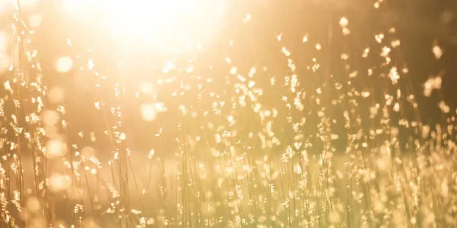 Sunlight