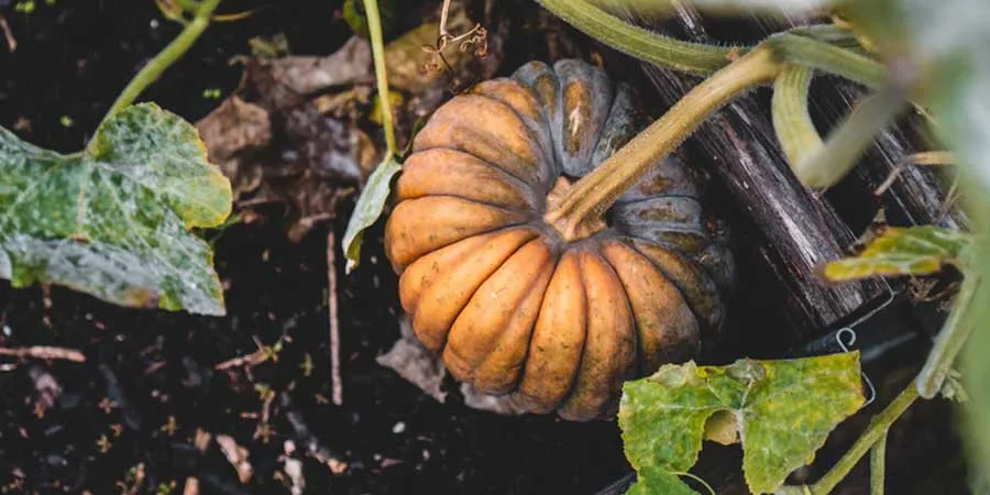 Gardening Tips For Beginners