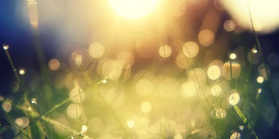Light Affecting Plant Growth Light Affecting Plant Growth