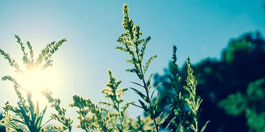 Solar Radiation Affecting Plant Growth Solar Radiation Affecting Plant Growth