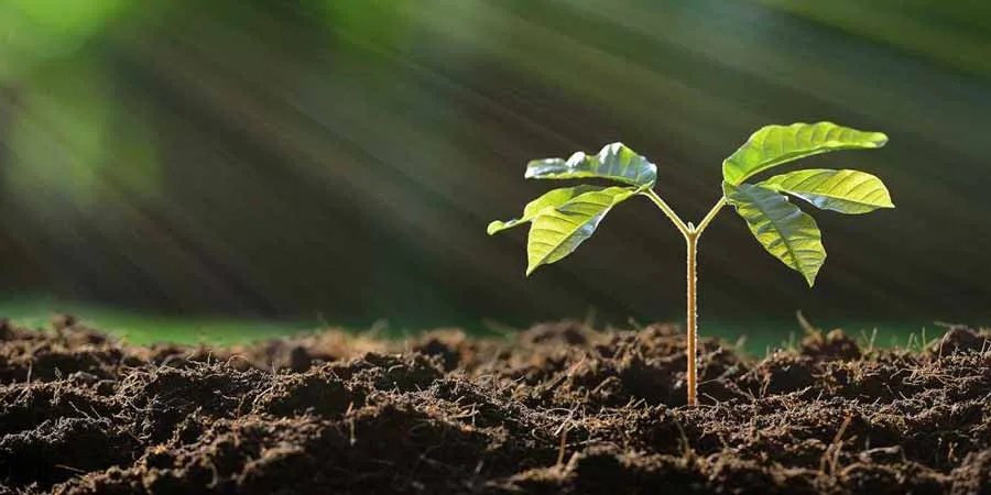 7 factors affecting plant growth 7 factors affecting plant growth