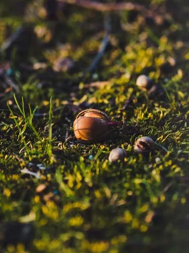 Best Grass Seed For Your Garden Best Grass Seed For Your Garden