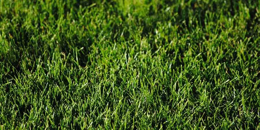 Best Grasses For Full Sun Best Grasses For Full Sun