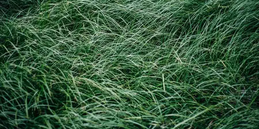Types Of Popular Grasses Types Of Popular Grasses
