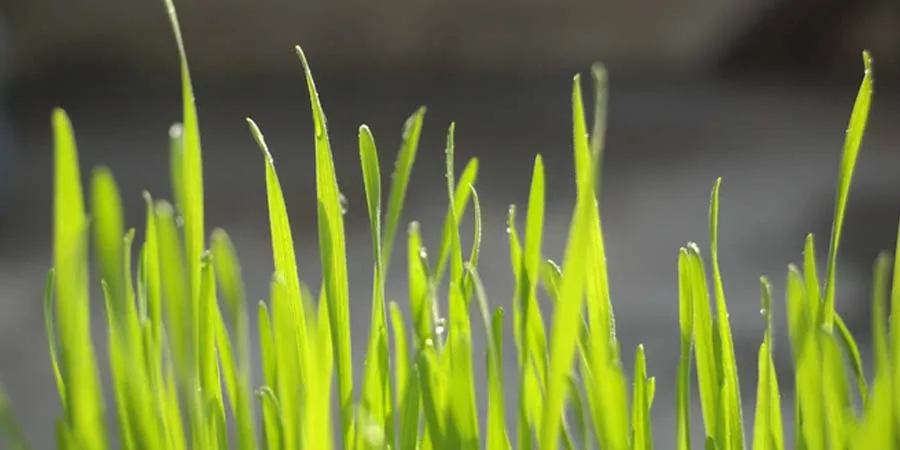 Warm Weather Grass Seed Warm Weather Grass Seed