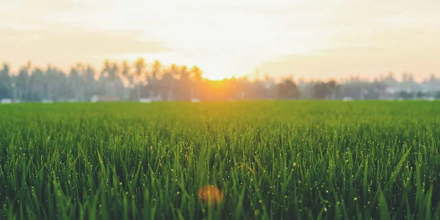 Best Grass Seed For Your Garden Best Grass Seed For Your Garden