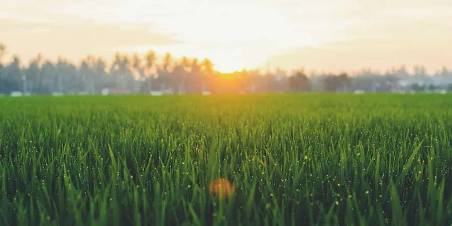 Grass Planting Season Grass Planting Season
