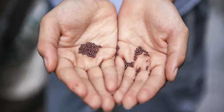Right grass seed selection Right grass seed selection