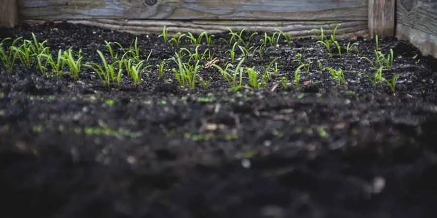 Grass seed-and-feed process Grass seed-and-feed process