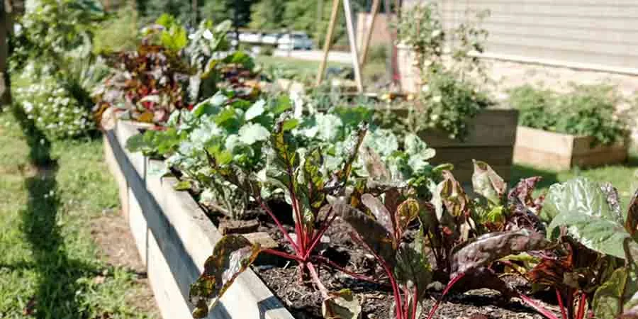 Tiny space in vegetable garden Tiny space in vegetable garden