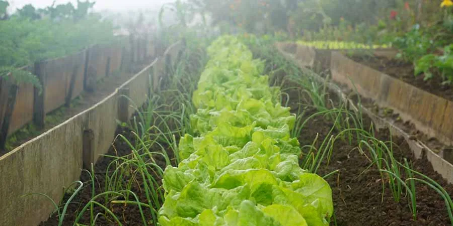 Vegetable garden locationv Vegetable garden location