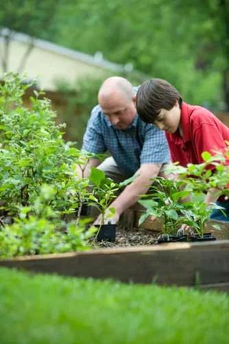 Vegetable garden layout Vegetable garden layout