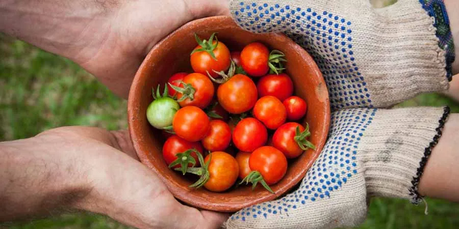 Vegetable varieties Vegetable varieties