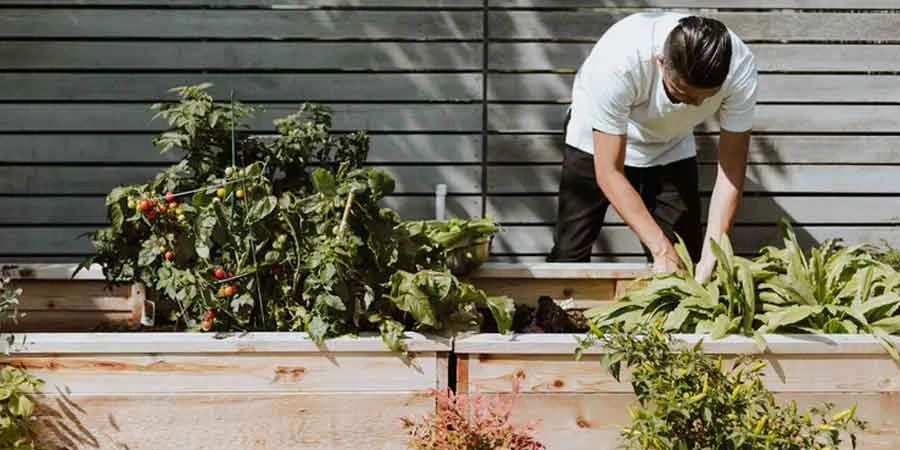 Pest and diseases resistance Pest and diseases resistance