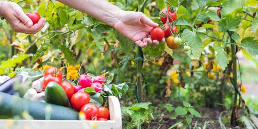 Harvesting vegetables Harvesting vegetables