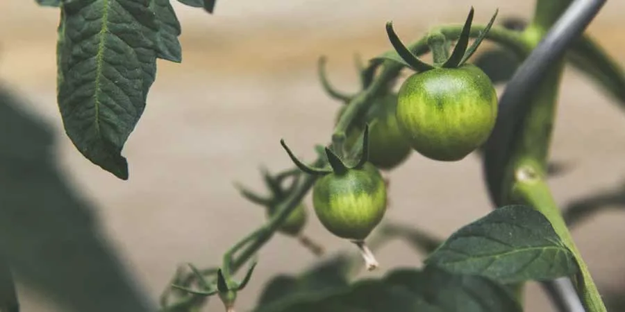 How to Start a Vegetable Garden How to Start a Vegetable Garden