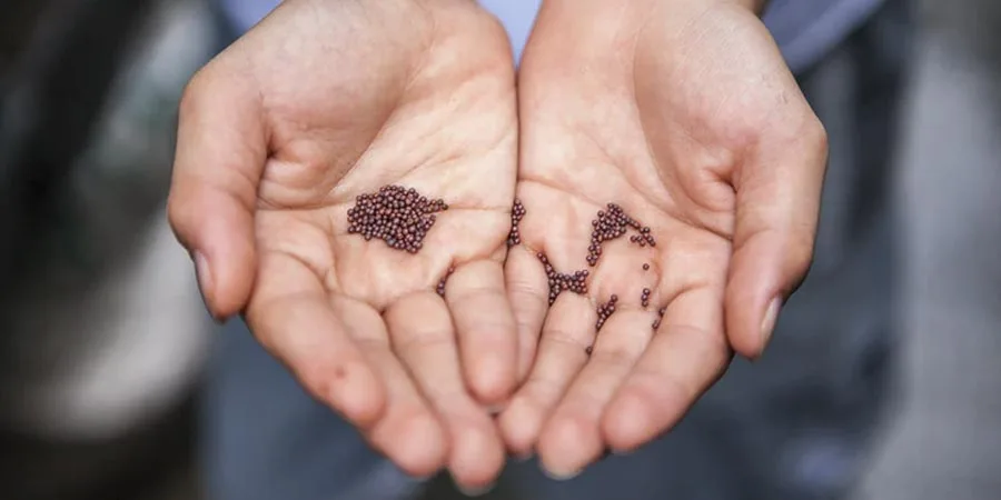 Choose the right seed