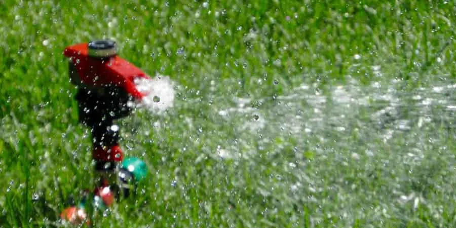 Water and protect the grass