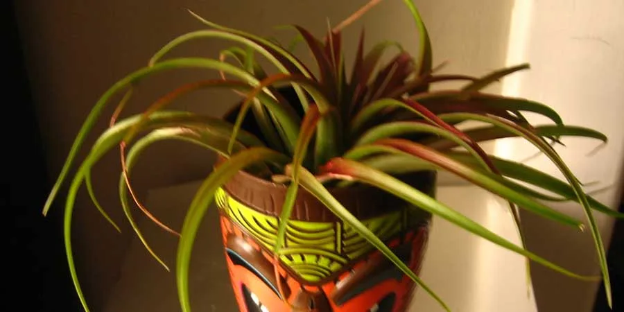 Air Plant Care Instructions Air Plant Care Instructions