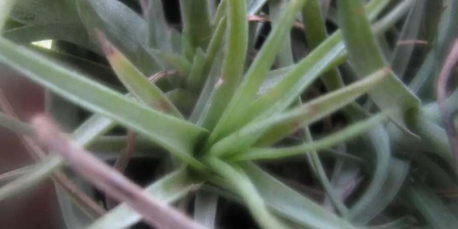 Why air plants keep dying Why air plants keep dying