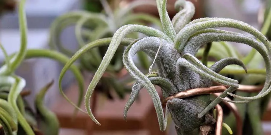 Air plants water needs Air plants water needs