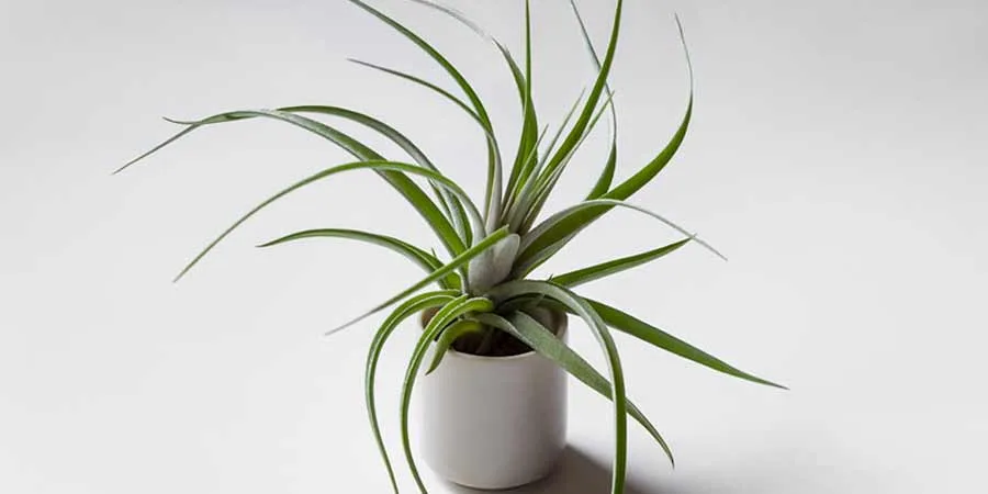 Do air plants get bigger Do air plants get bigger