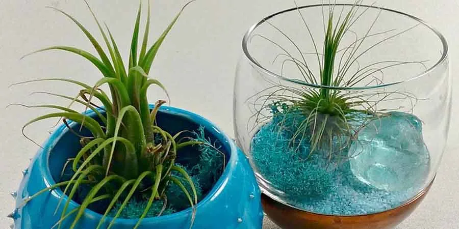 How to feed air plants How to feed air plants
