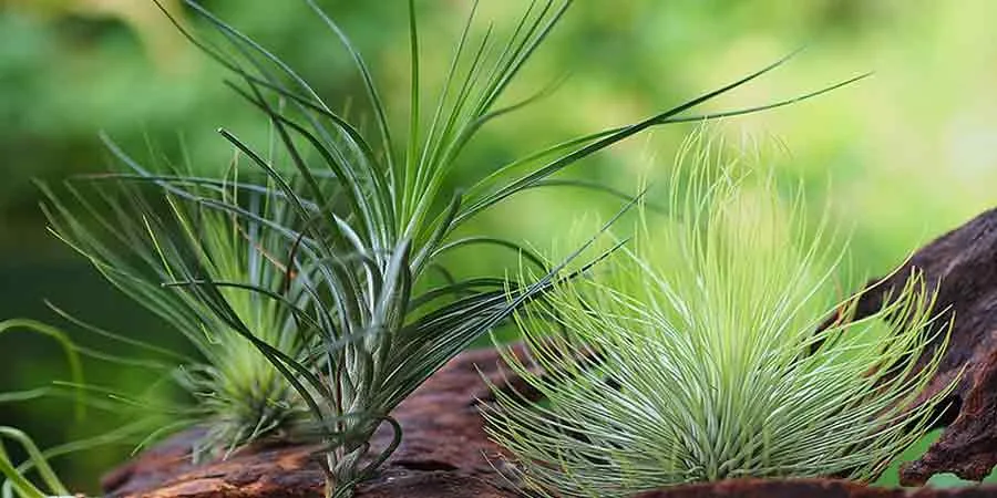 How to Take Care of Air Plants How to Take Care of Air Plants