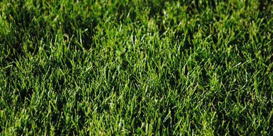 Lawn herbicide & fertilizer Lawn herbicide & fertilizer