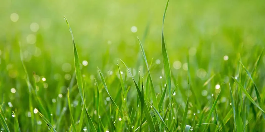 Lawn soil nourishment Lawn soil nourishment