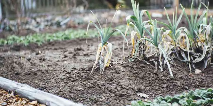 Improving your soil