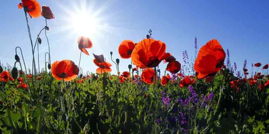 Obtaining Flowers