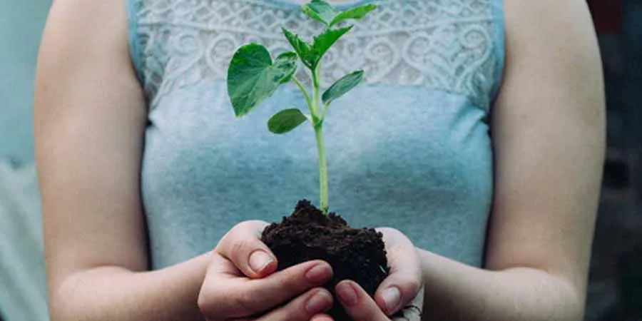 Right time for plantation