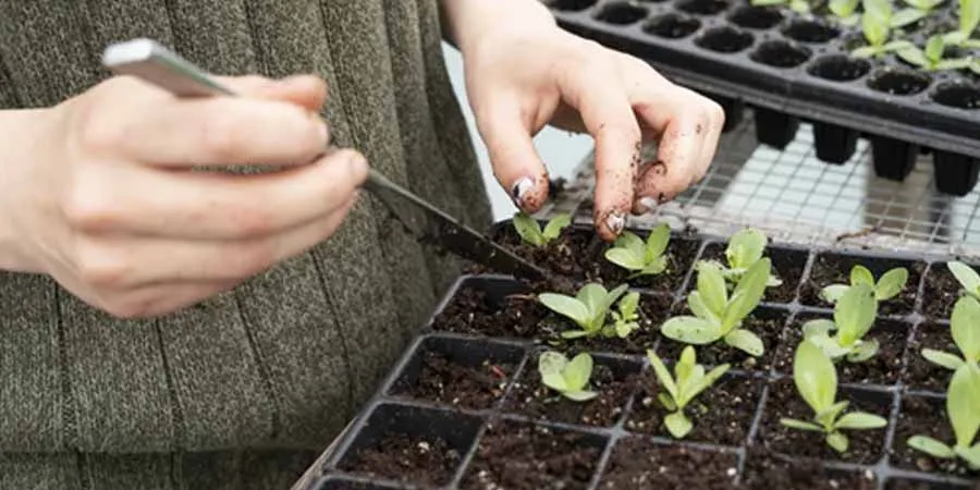 One seed per container