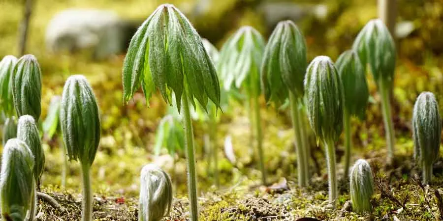 Proper lighting for plants