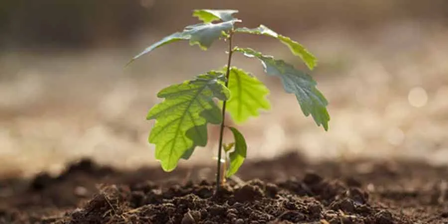 Plant setting