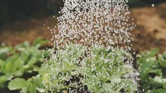 Watering plant