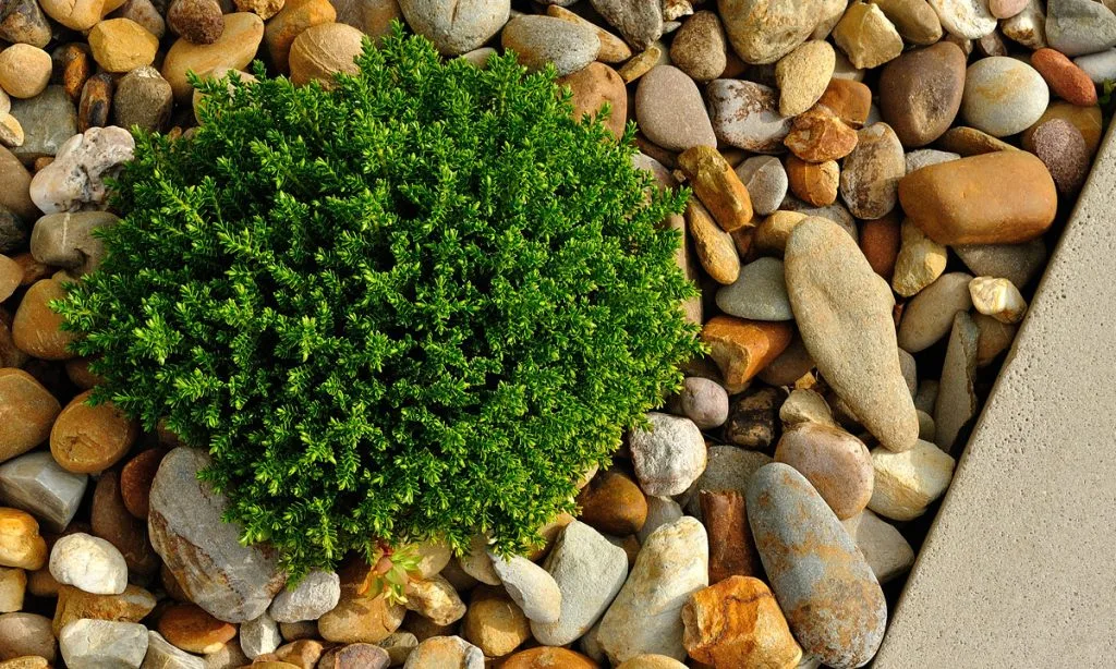 Design & Planting