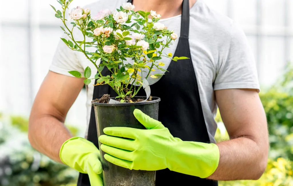 Planting Tree